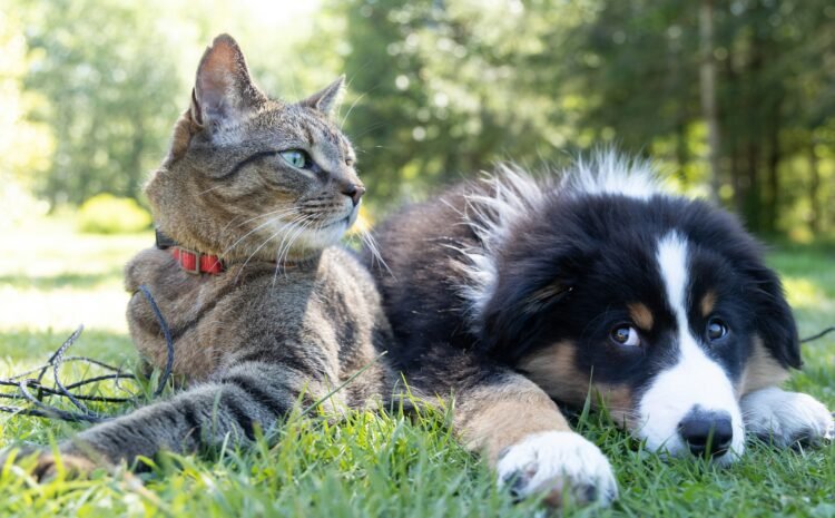  Asigurare pentru animale de companie: ce acoperă și ce nu (mituri și realitate)