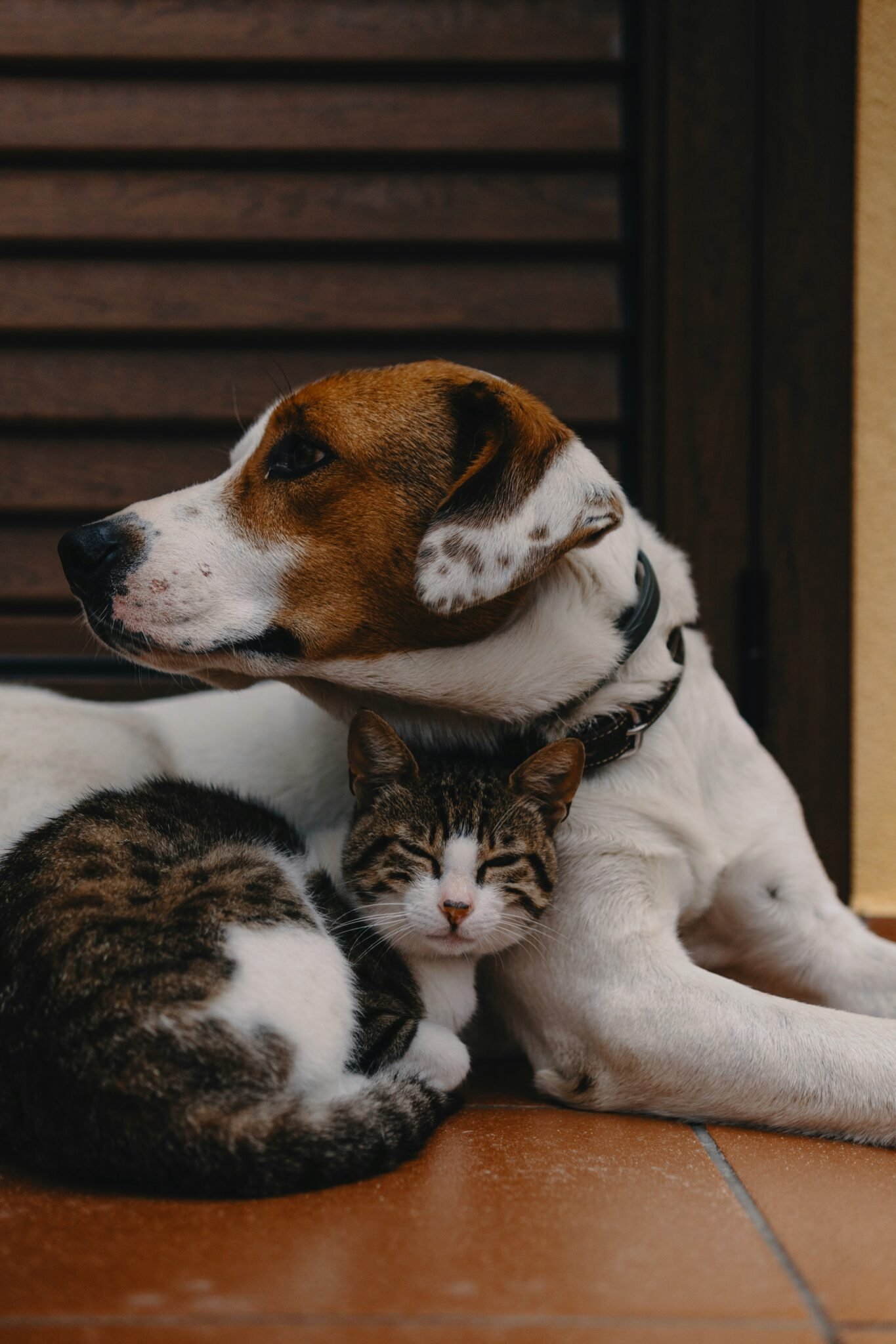 Cum să alegi cea mai bună asigurare pentru animalul tău