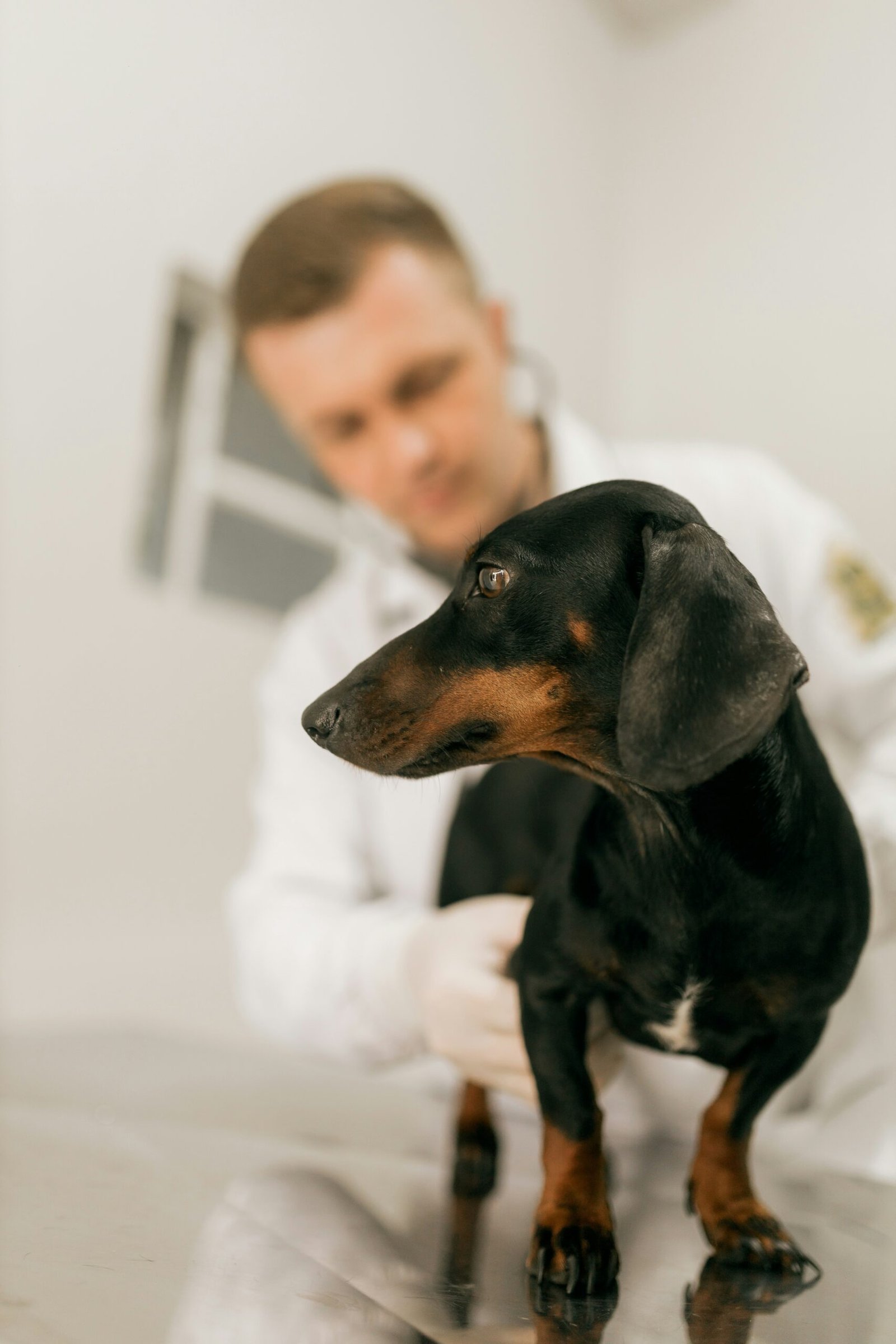 pet health care animals