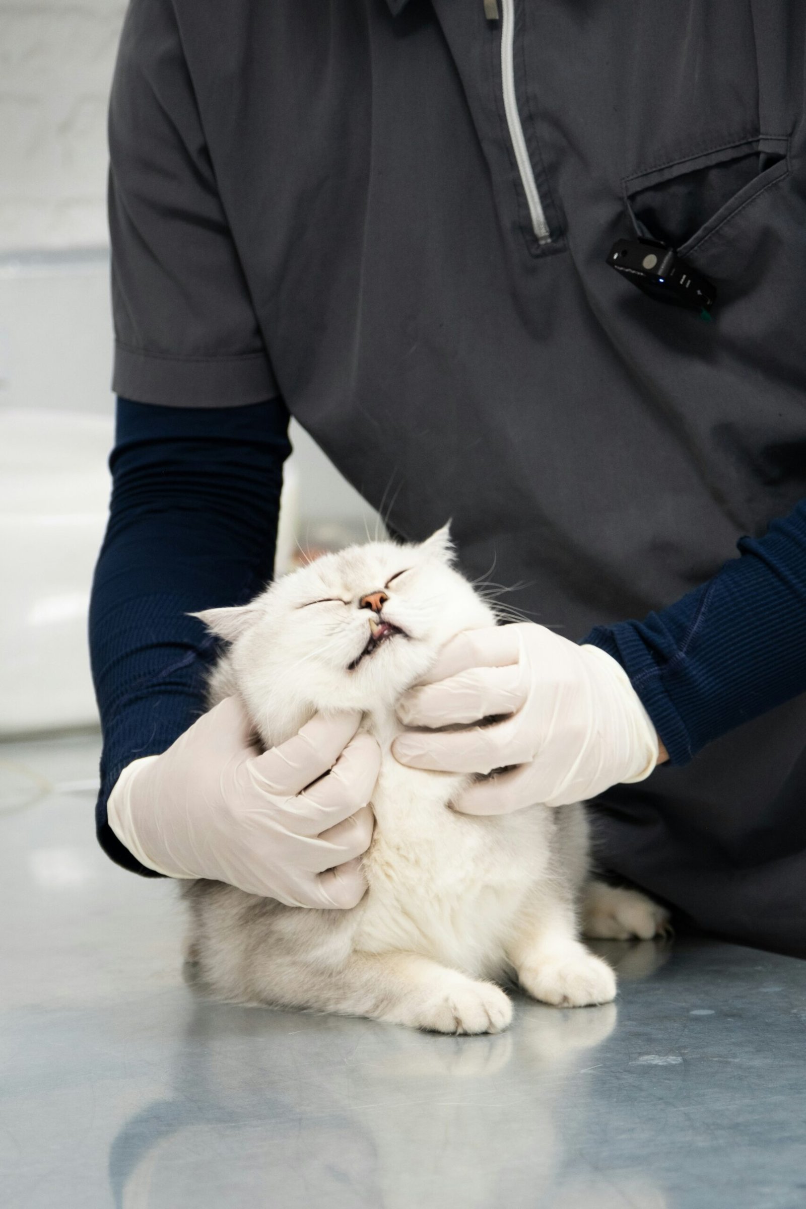 dog cat veterinarian checkup