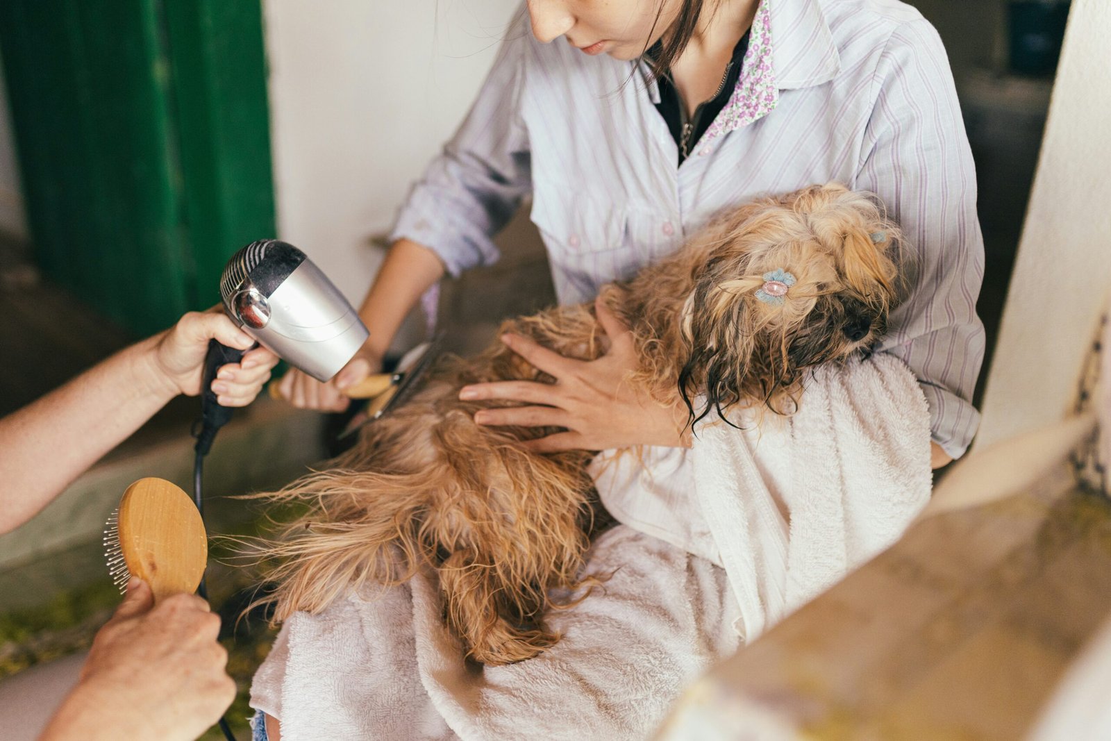 veterinary care animals health