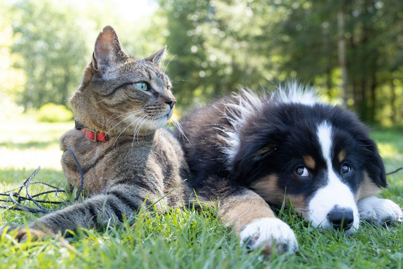pet care and wellness