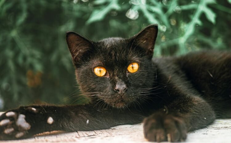  Asigurare pentru animale de companie: ce acoperă și ce nu (mituri și realitate)