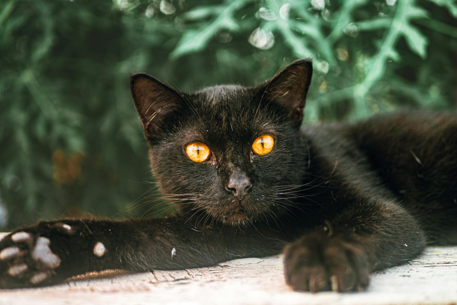 Asigurare pentru animale de companie: ce acoperă și ce nu (mituri și realitate)