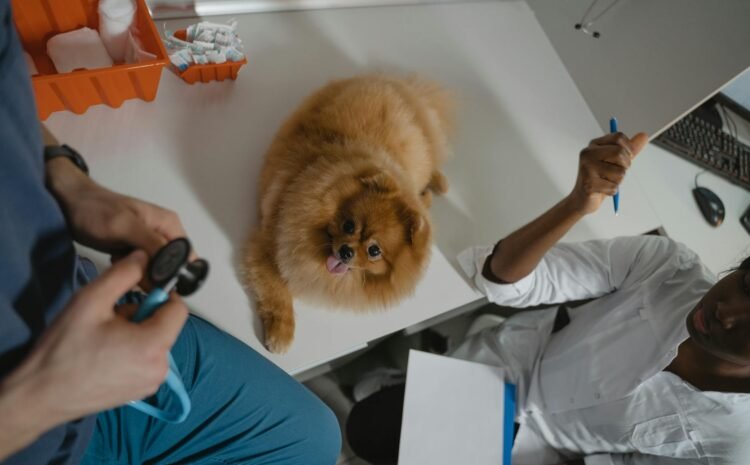 Merită asigurarea pentru animale de companie costul lunar plătit?