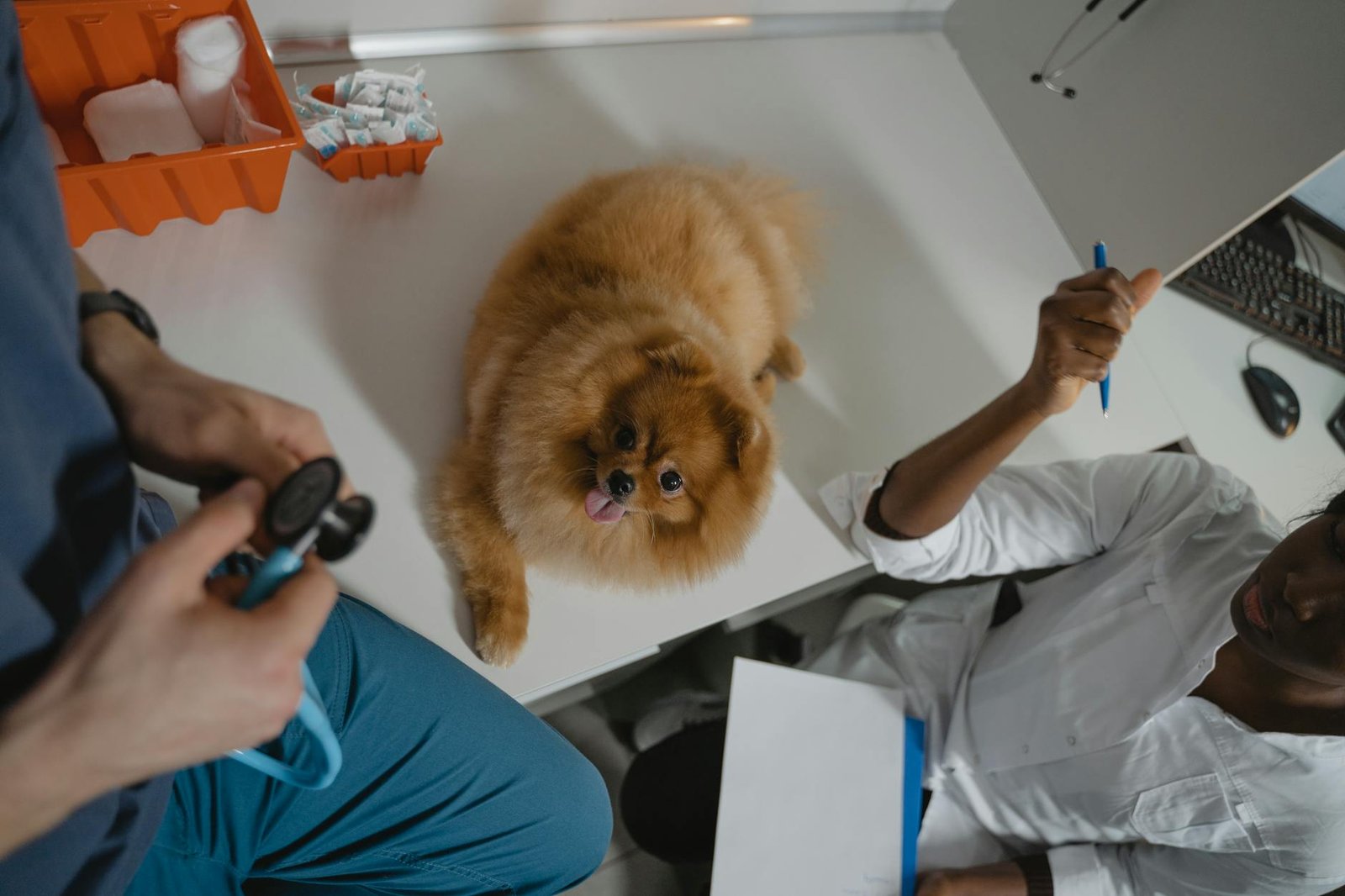 Merită asigurarea pentru animale de companie costul lunar plătit?