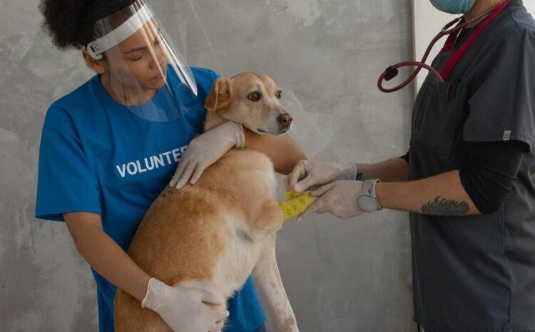 Asigurare pentru animale versus fond de urgență veterinar: ce alegi?