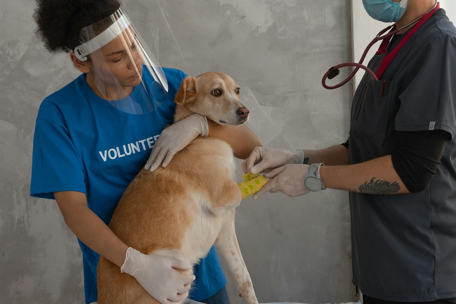 Asigurare pentru animale versus fond de urgență veterinar: ce alegi?